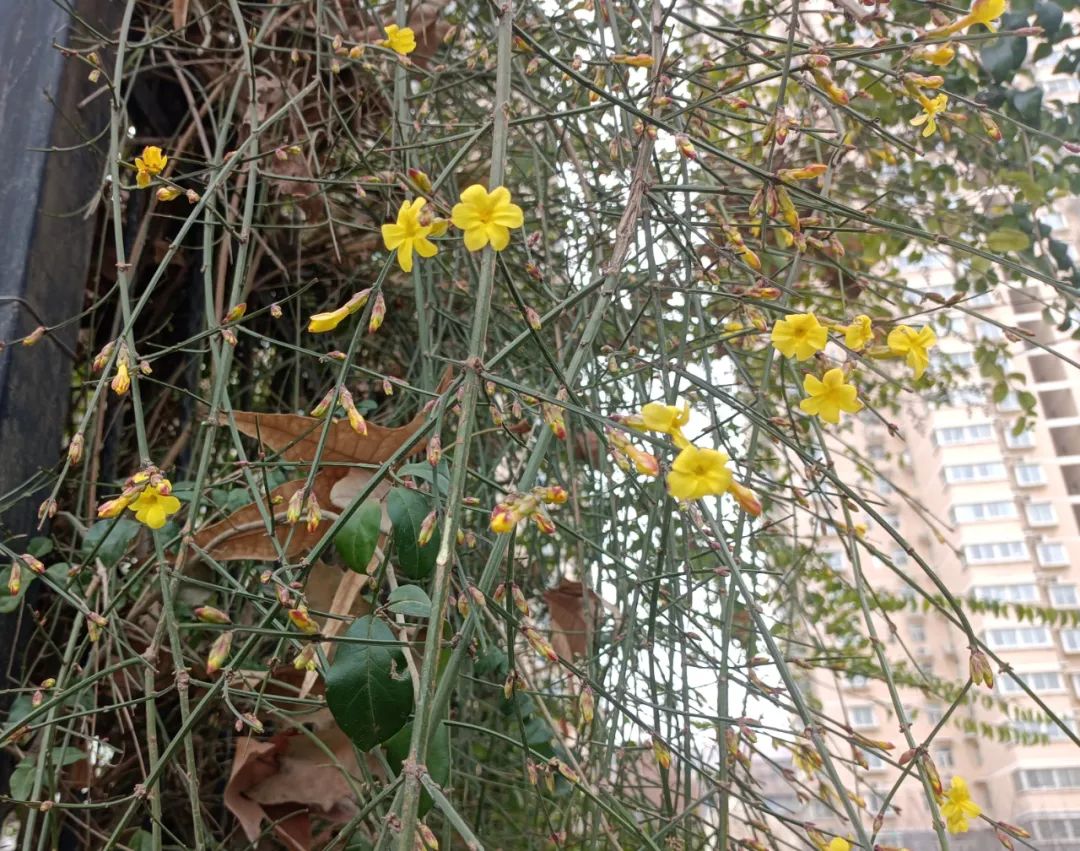 迎春花開，奔赴希望之約